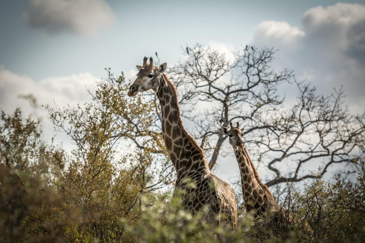 Garonga Safari Camp Villa Makalali Game Reserve Exterior photo