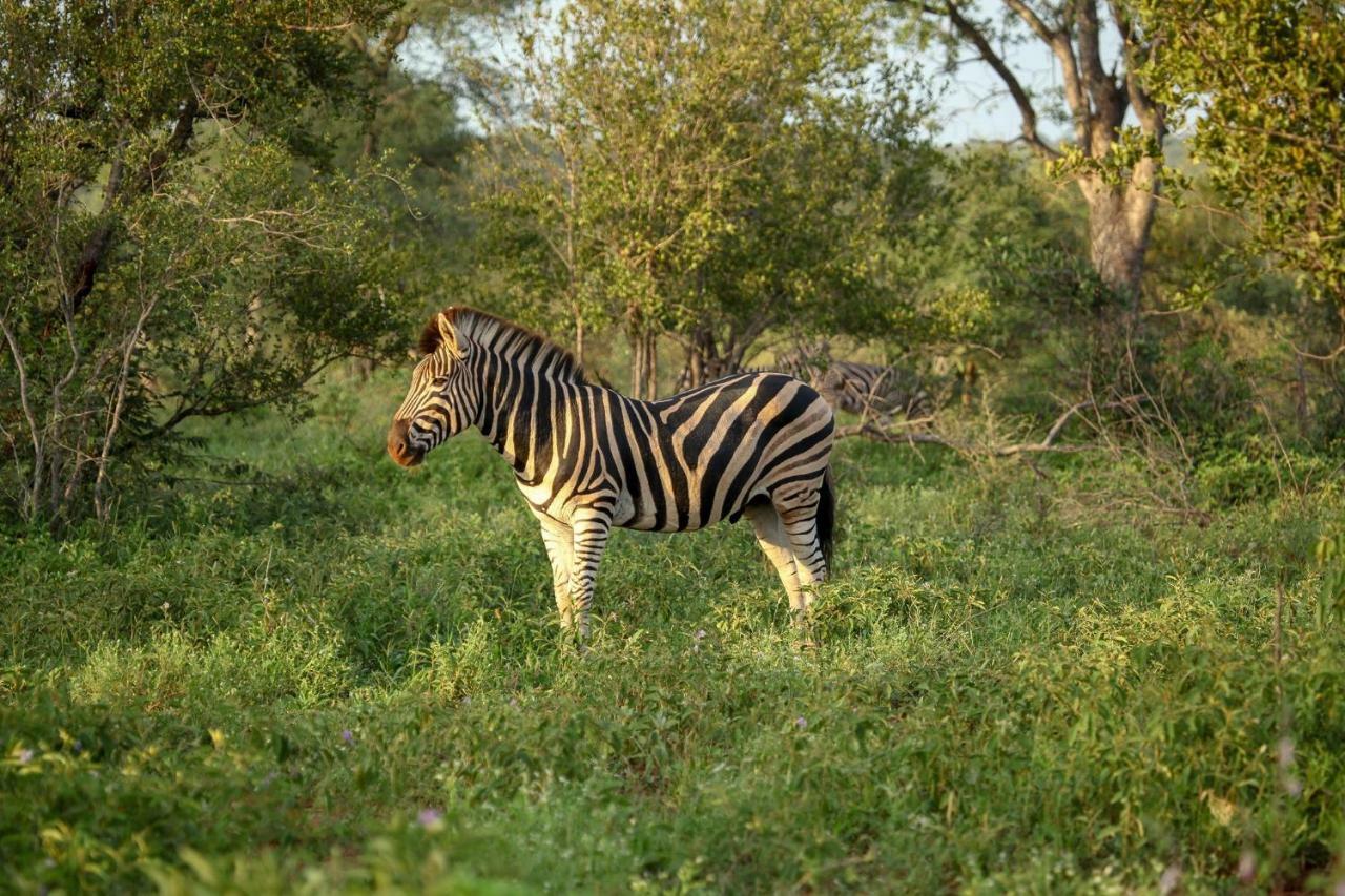 Garonga Safari Camp Villa Makalali Game Reserve Exterior photo